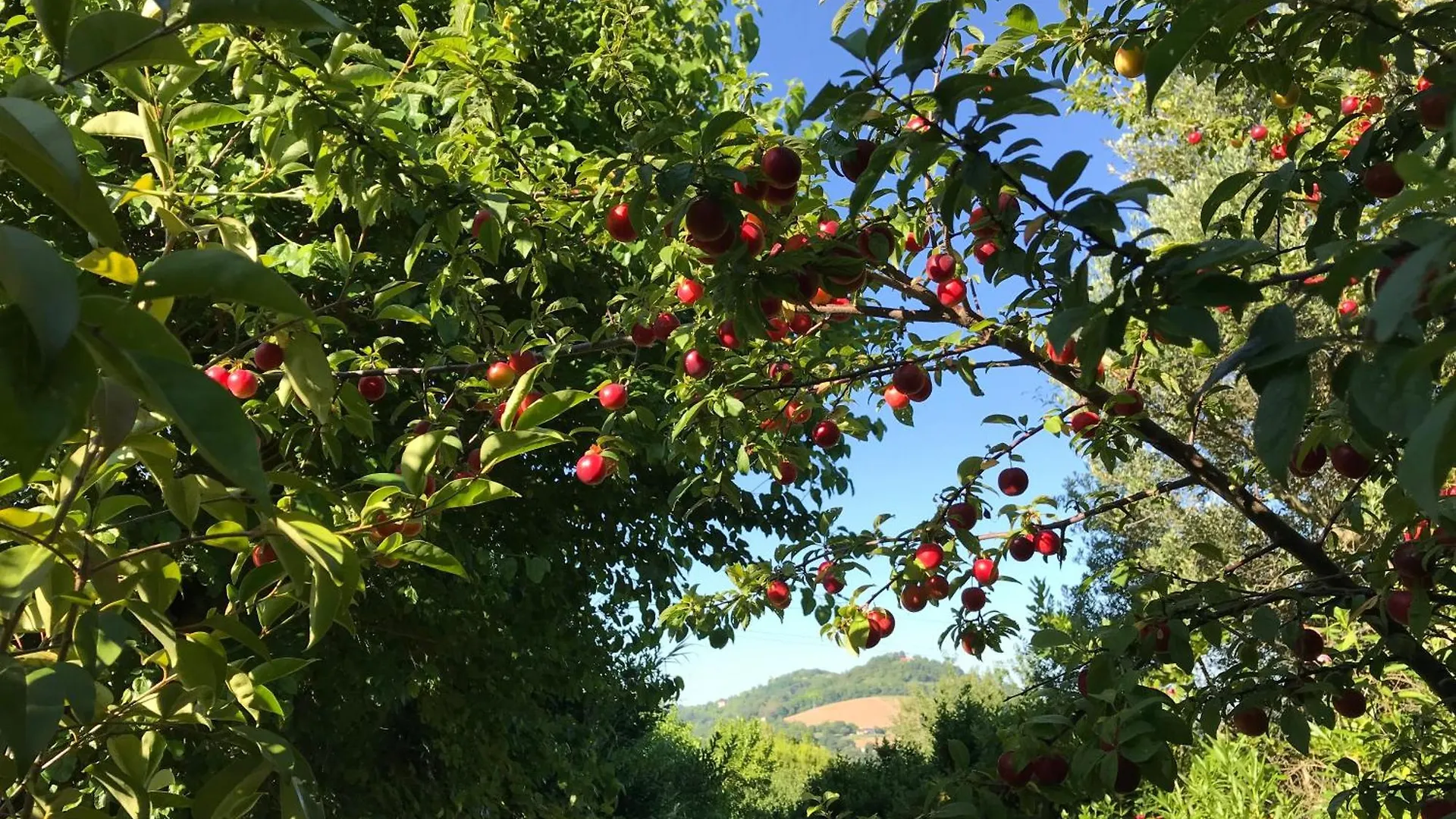 Agriturismo Ca' Poldo Ancona Italy