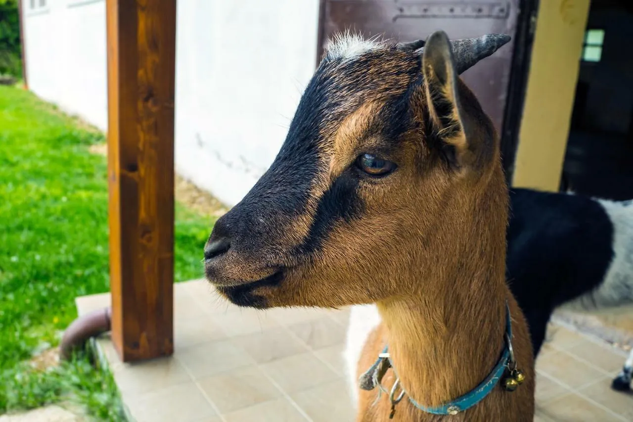 Agriturismo Ca' Poldo Ancona Farm stay
